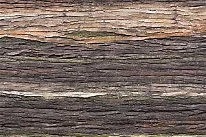 Amazon Wood Wall Panel