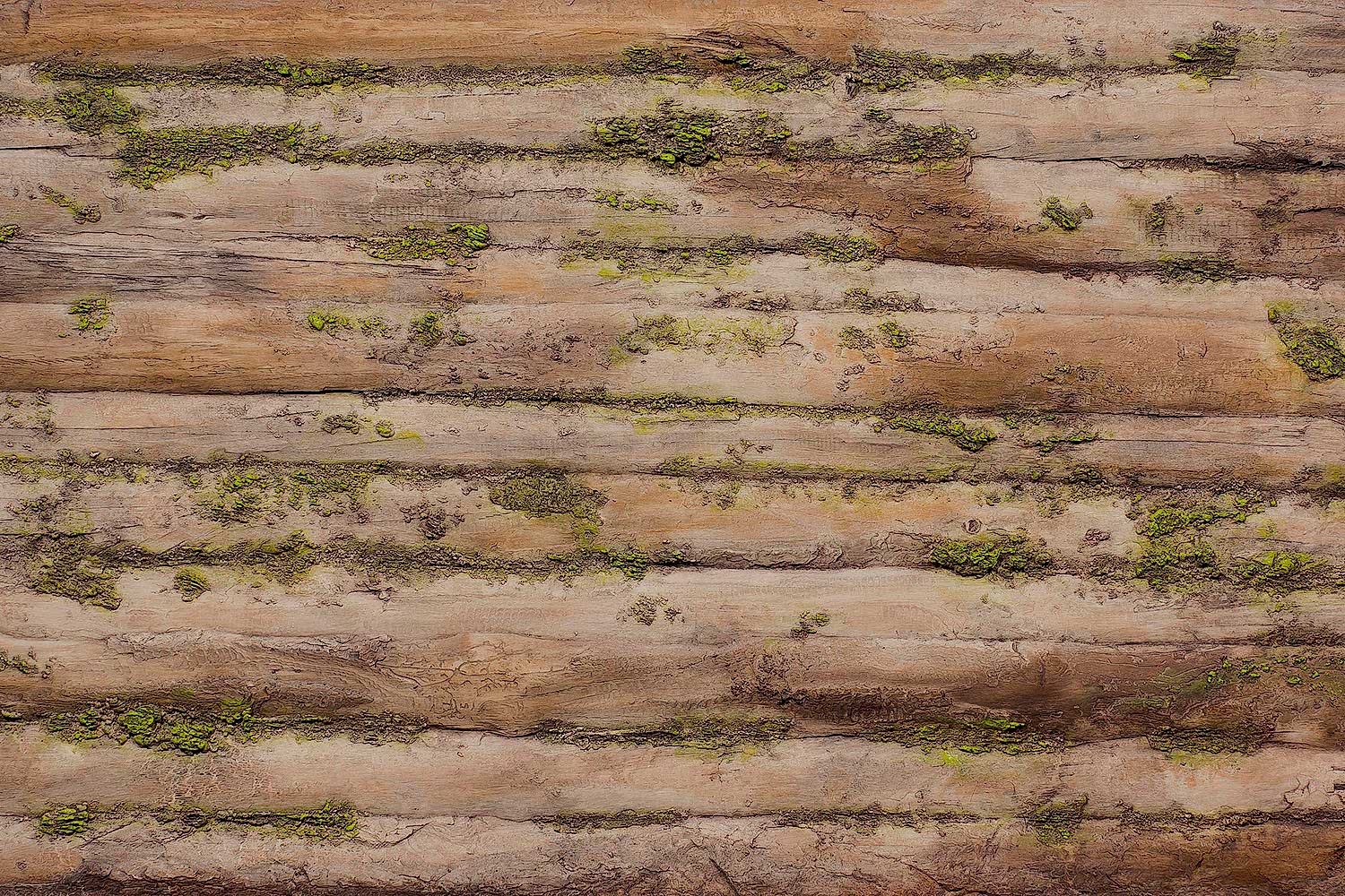 Baobab Moss Wood Wall Panel